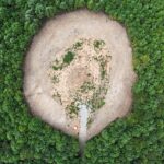 Trees were mulched instead of burned