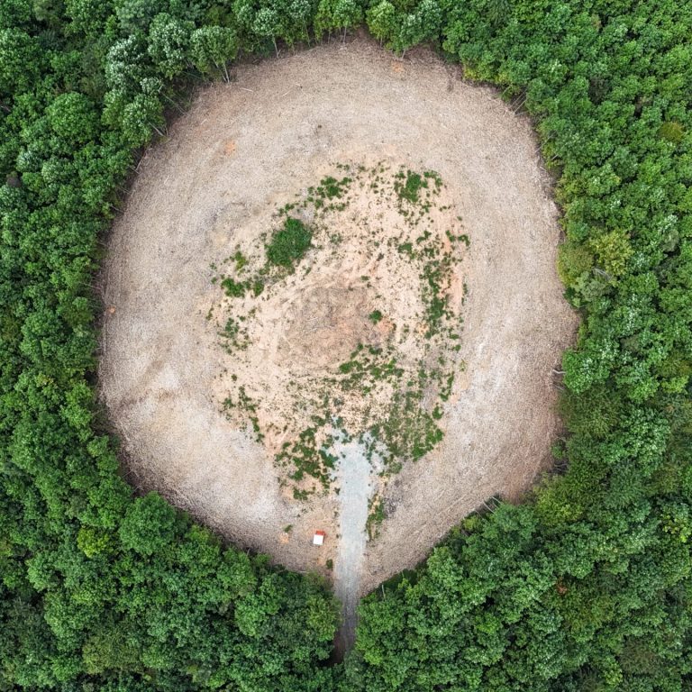 Trees were mulched instead of burned